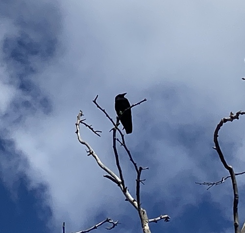 iNaturalist observation photo of American Crow