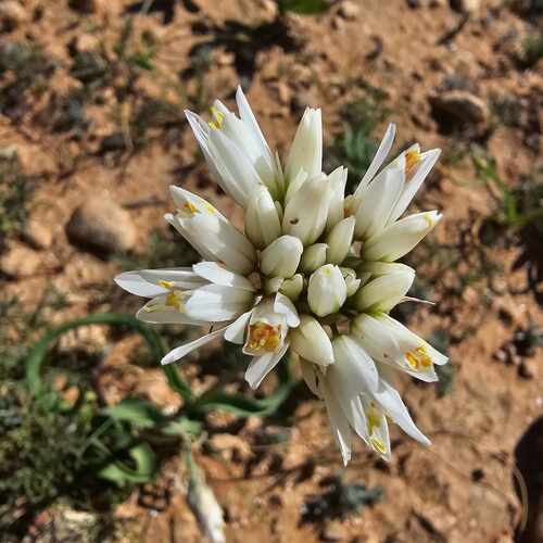 Allium erdelii