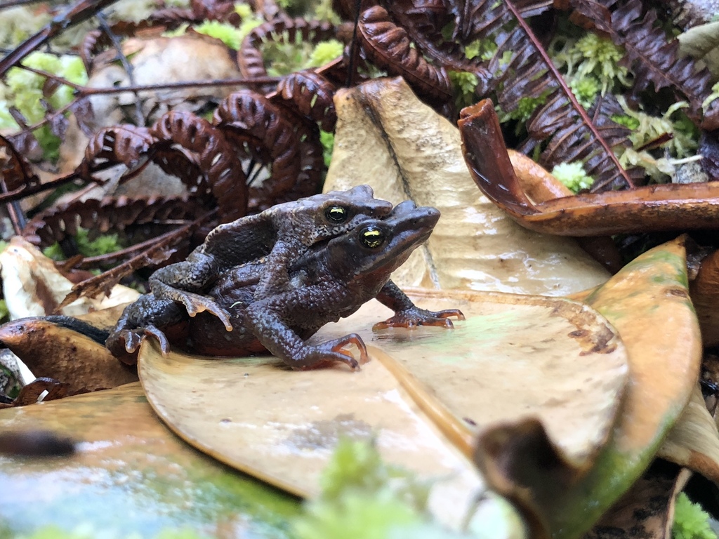 San Lorenzo Harlequin Toad