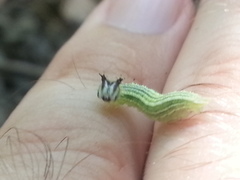 Asterocampa celtis celtis