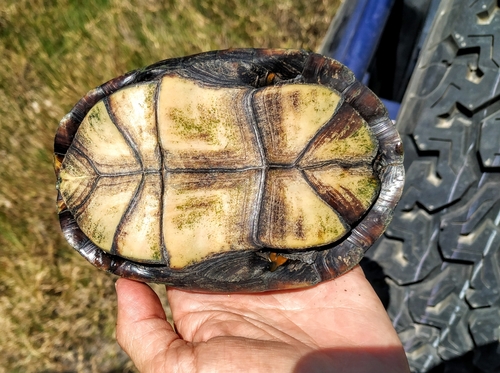 Durango Mud Turtle