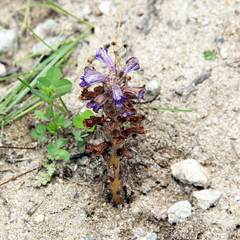 Orobanche coerulescens