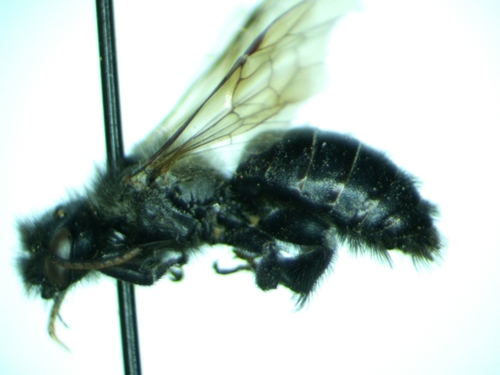Dufourea calochorti