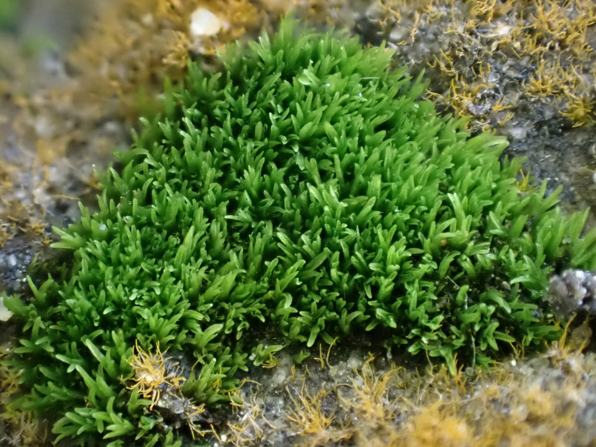 Gyroweisia