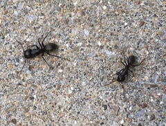 Camponotus pennsylvanicus