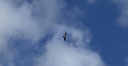 iNaturalist observation photo of Red-tailed Hawk