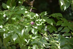 Lonchocarpus minimiflorus