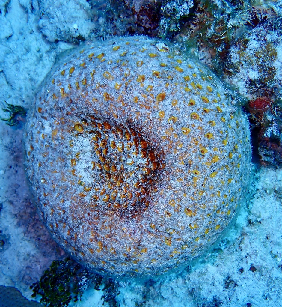 Cinachyrella kuekenthali