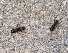 Camponotus pennsylvanicus