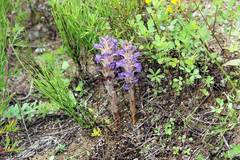 Orobanche coerulescens
