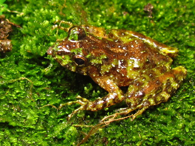 Thoropa bryomantis