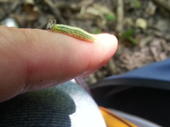 Asterocampa celtis celtis