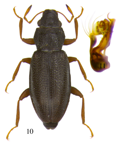 Hydraena britteni