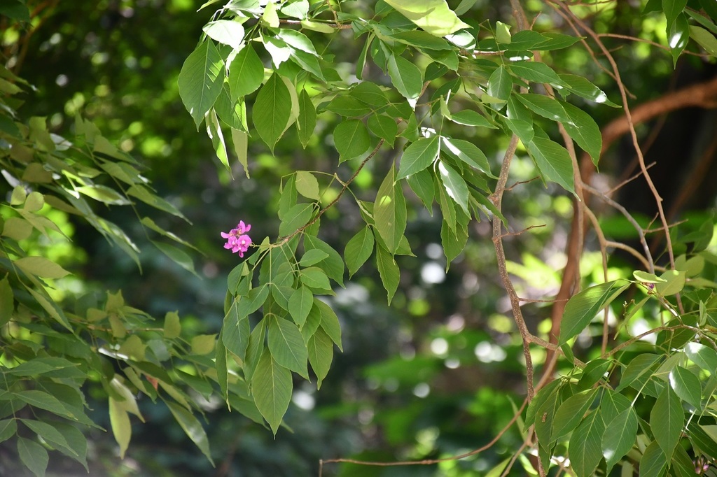 Lonchocarpus minimiflorus