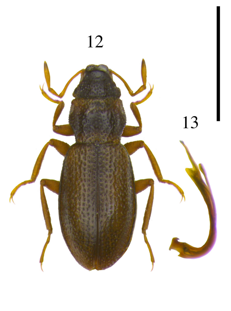 Hydraena pulchella