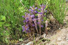 Orobanche coerulescens