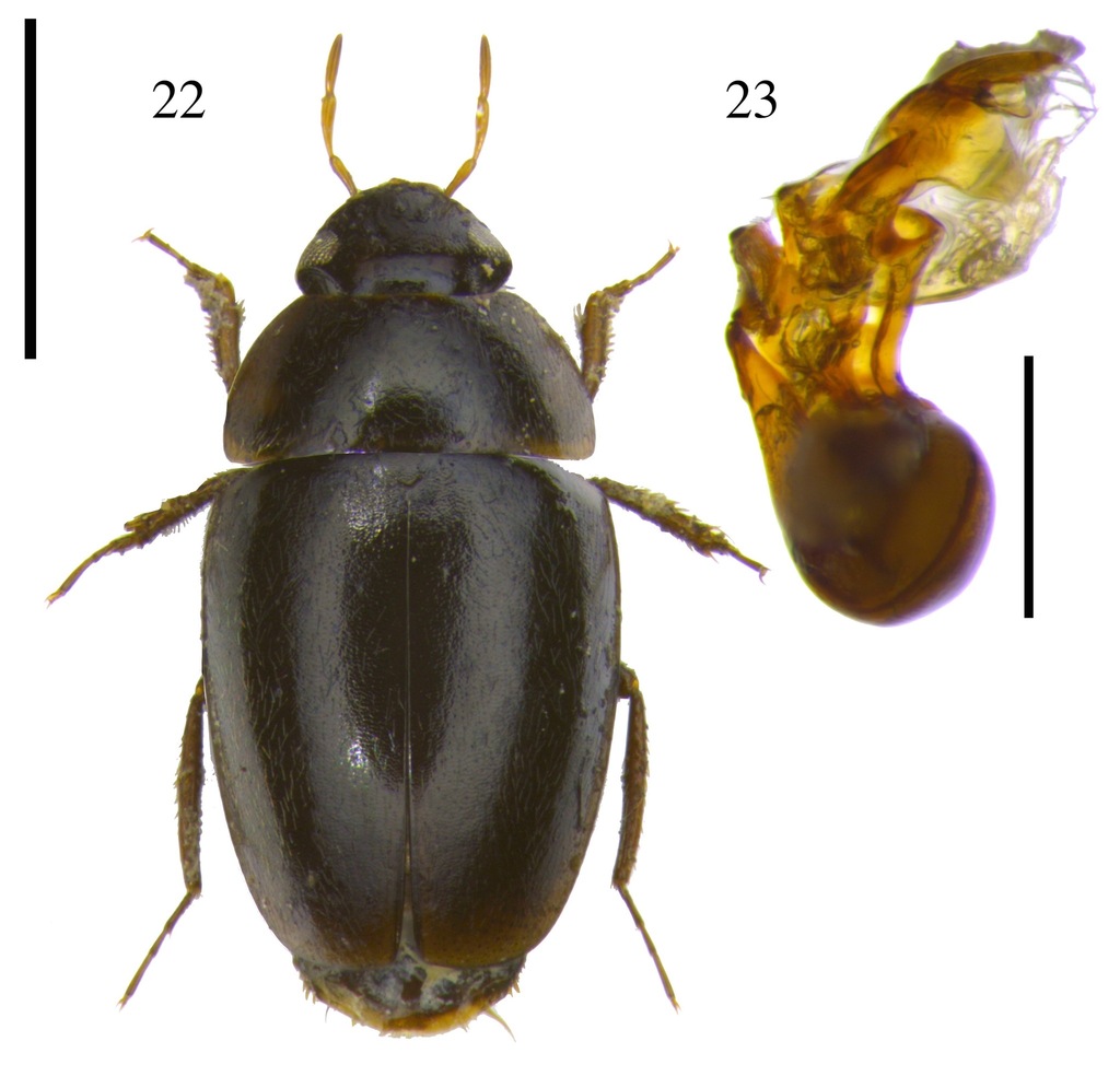 Limnebius crinifer