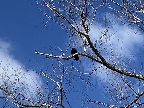 iNaturalist observation photo of American Crow