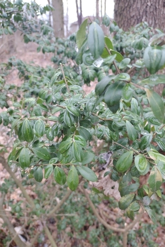 Image of Ilex crenata by no rights reserved