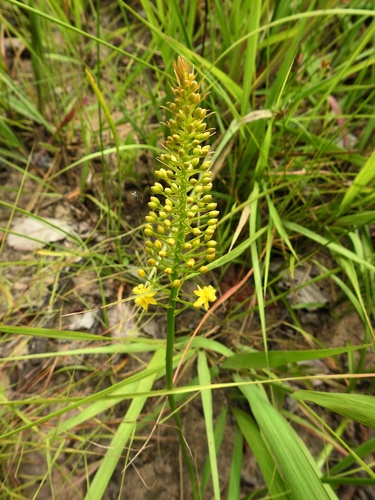 Yellow Cat's Tail