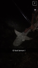 Negaprion brevirostris