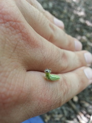 Asterocampa celtis celtis