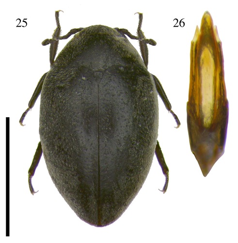 Limnichus sericeus