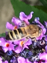 Apis mellifera