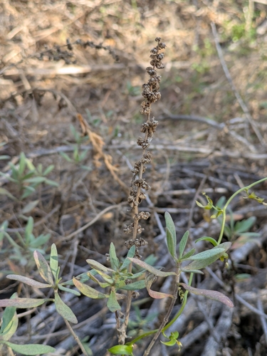 Image of Iva hayesiana by (c) James C. Davis, some rights reserved (CC BY-SA)