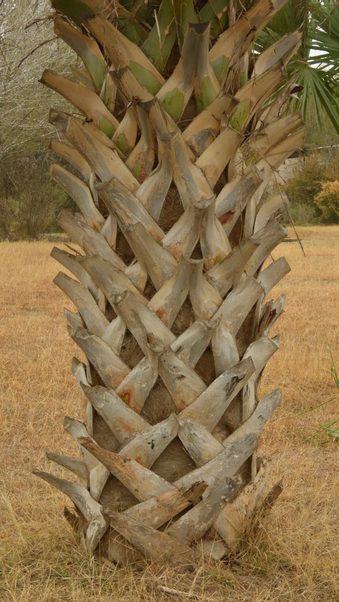 Imagem de Palmeira-mexicana
