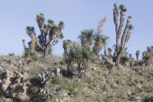 Image of Yucca periculosa by (c) Juan Cruzado Cortés, some rights reserved (CC BY-SA)