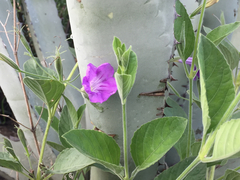 Ruellia jimulcensis