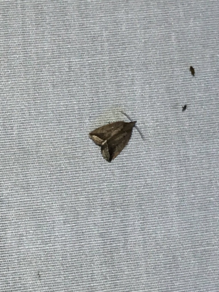 Curved Halter Moth
