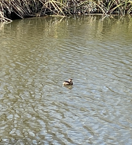iNaturalist observation photo of Pied-billed Grebe