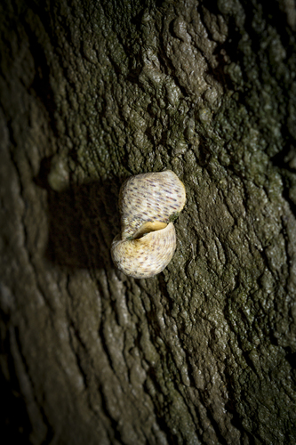 Littoraria irrorata