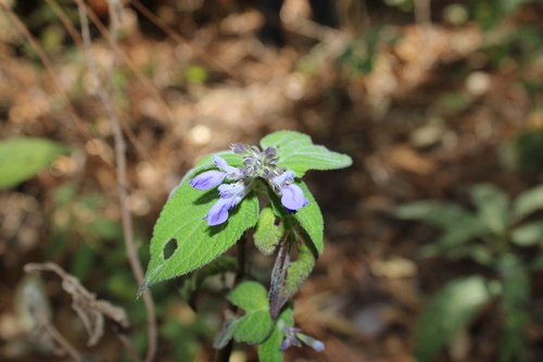 Image of Salvia roscida by (c) Rodolfo Maximiliano Gutiérrez-Sánchez, some rights reserved (CC BY)