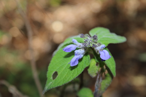 Durangan Blue Sage (Salvia roscida)