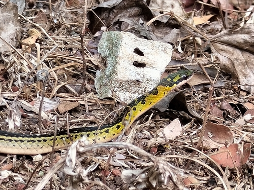 Black-backed Snake