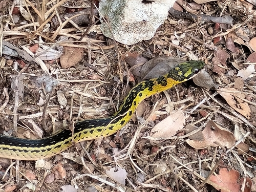Black-backed Snake