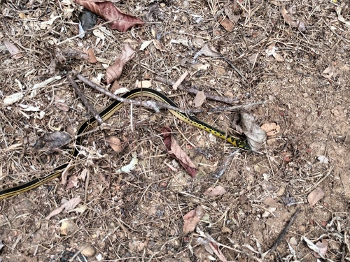 Black-backed Snake