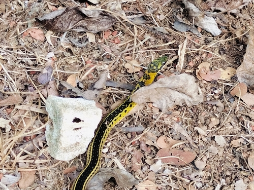 Black-backed Snake