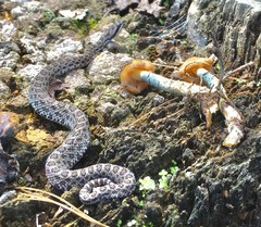 Crotalus intermedius
