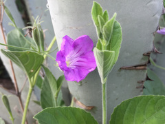 Ruellia jimulcensis