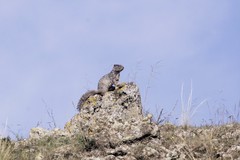 Otospermophilus variegatus