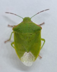 Thyanta pallidovirens