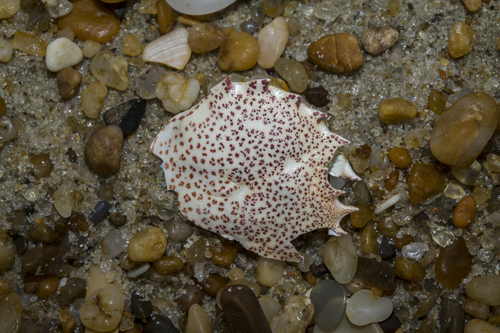 Ovalipes ocellatus