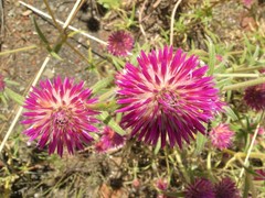 Gomphrena canescens