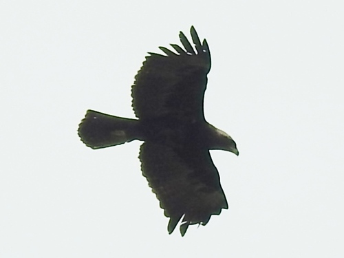 Wahlberg's Eagle
