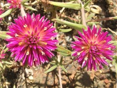 Gomphrena canescens