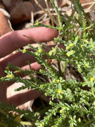 Sanddune spurge (Euphorbia trichotoma)